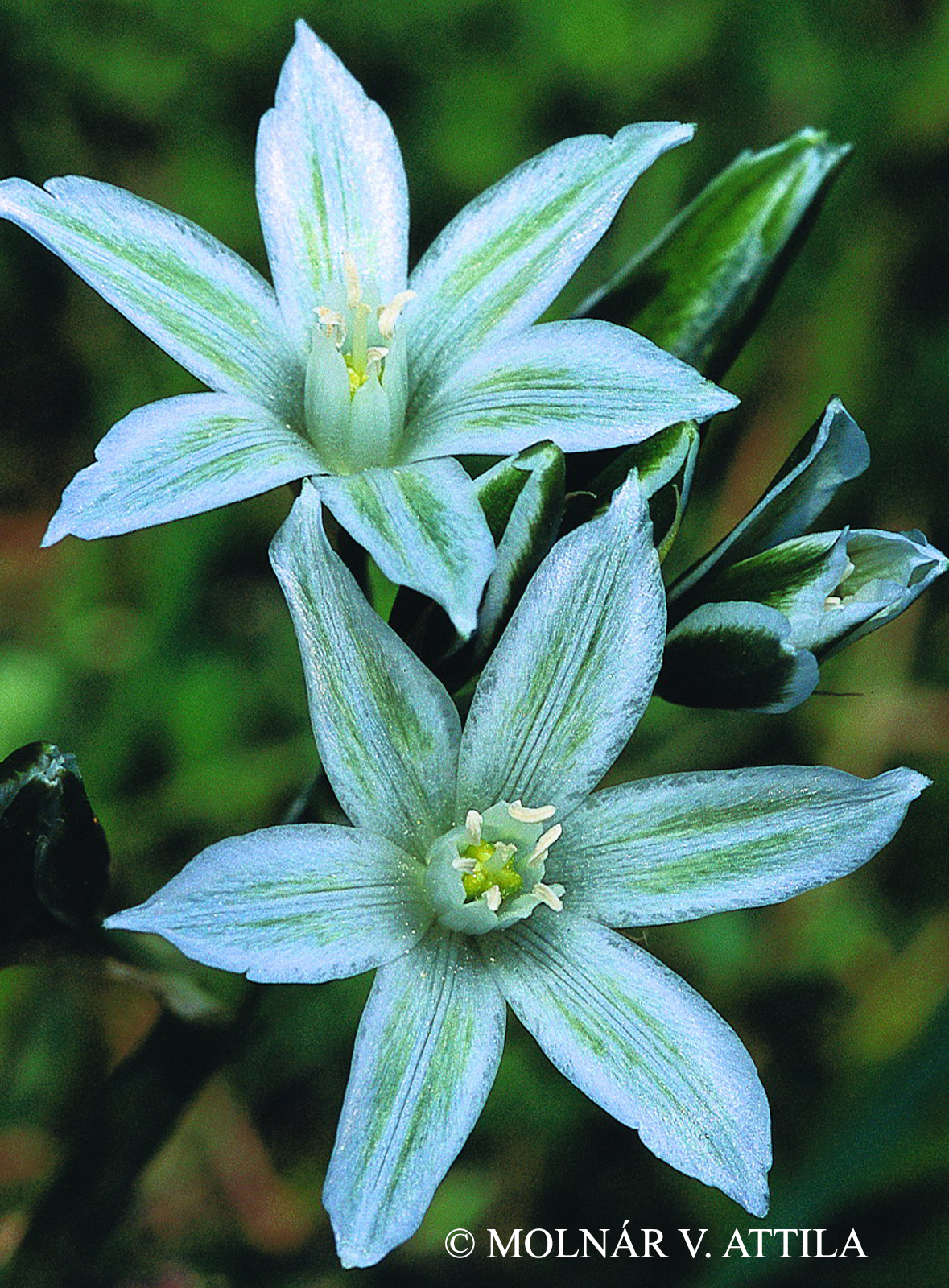 Ornithogalum  degenianum Polgár