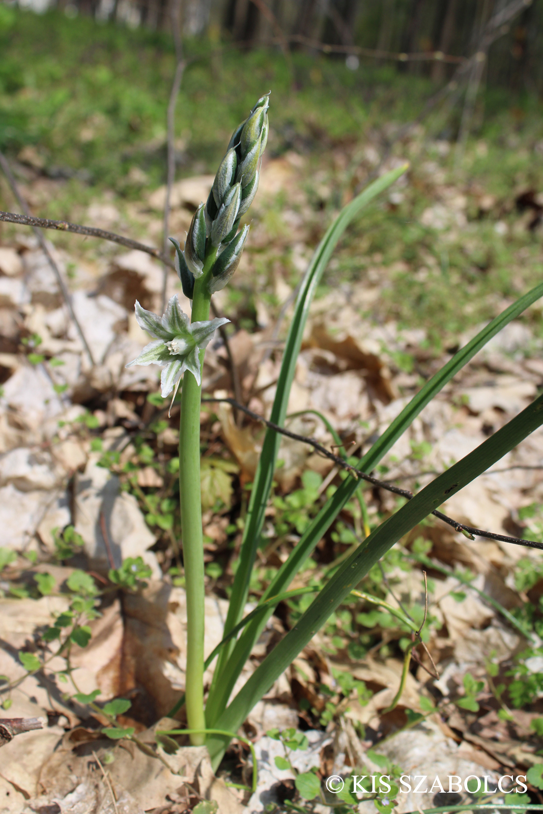 Ornithogalum boucheanum (Kunth) Asch.