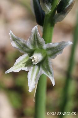 Ornithogalum boucheanum (Kunth) Asch. 2.Image