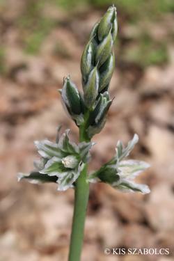 Ornithogalum boucheanum (Kunth) Asch. 3.Image