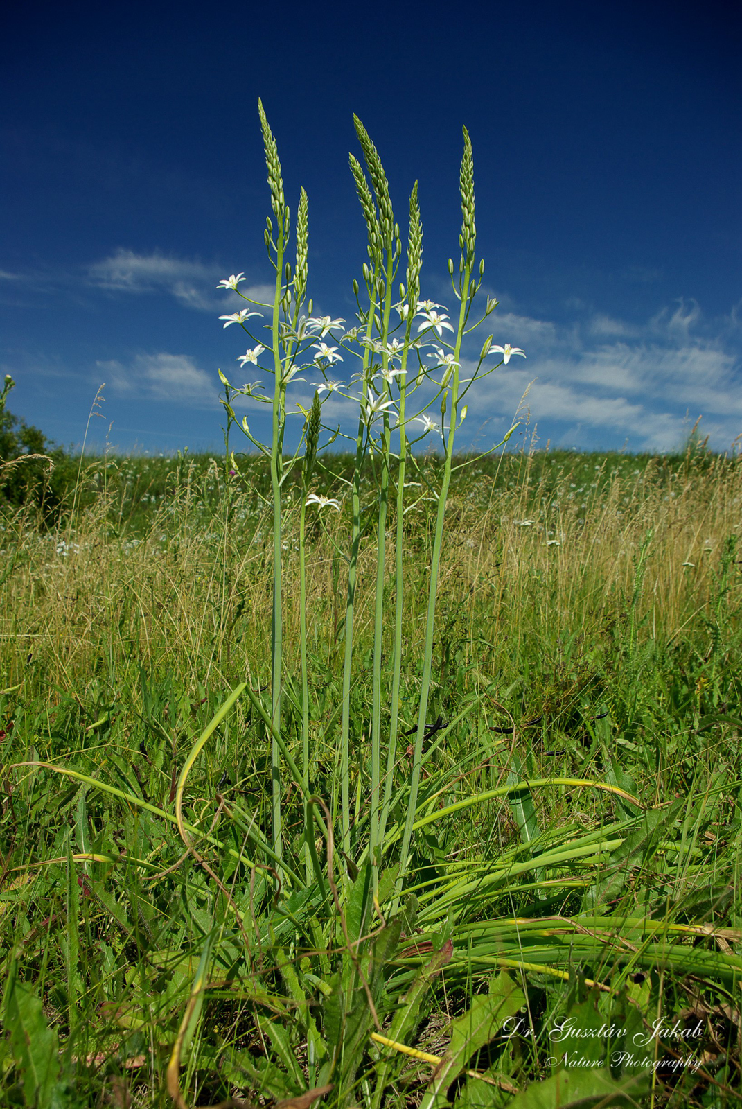 Ornithogalum brevistylum Wolfner