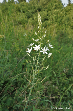 Ornithogalum brevistylum Wolfner 2.Image