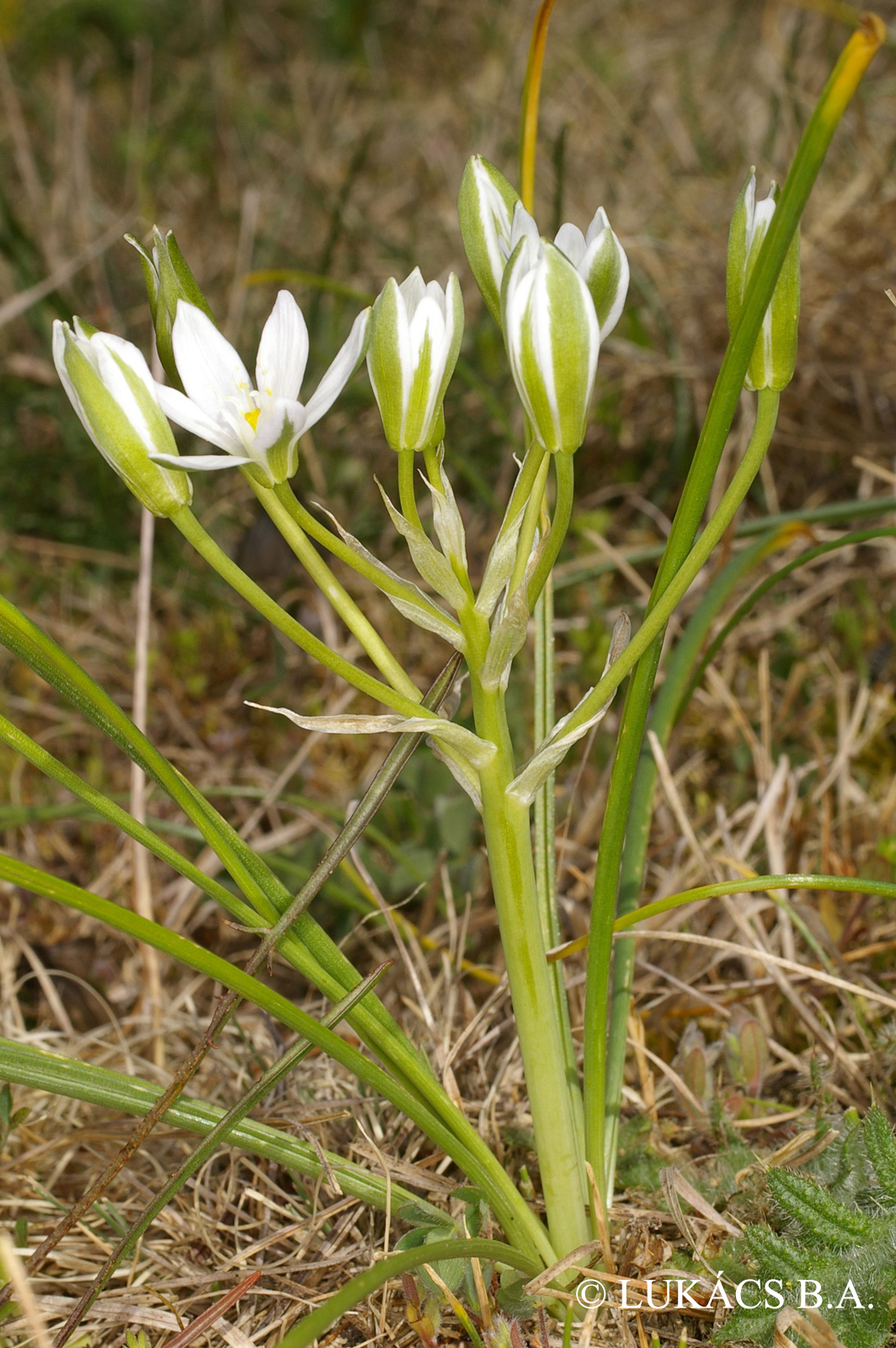 Ornithogalum kochii Parl.