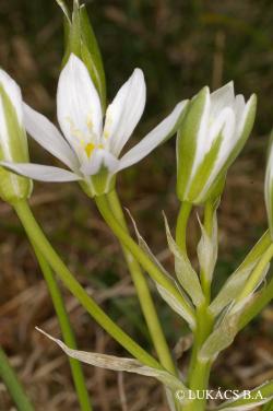 Ornithogalum kochii Parl. 2.Kép