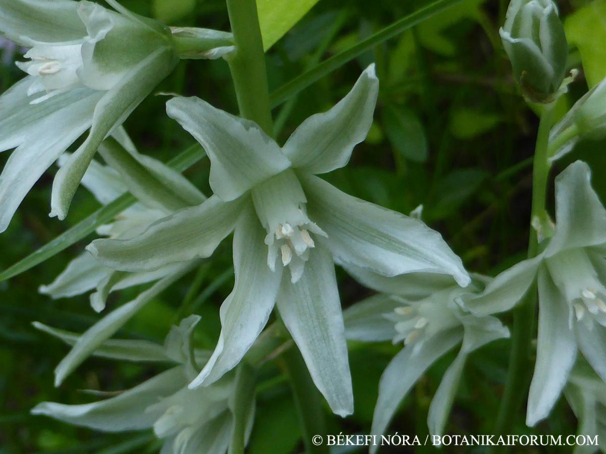 Ornithogalum nutans L.