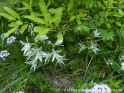 Ornithogalum nutans L. 2.Image
