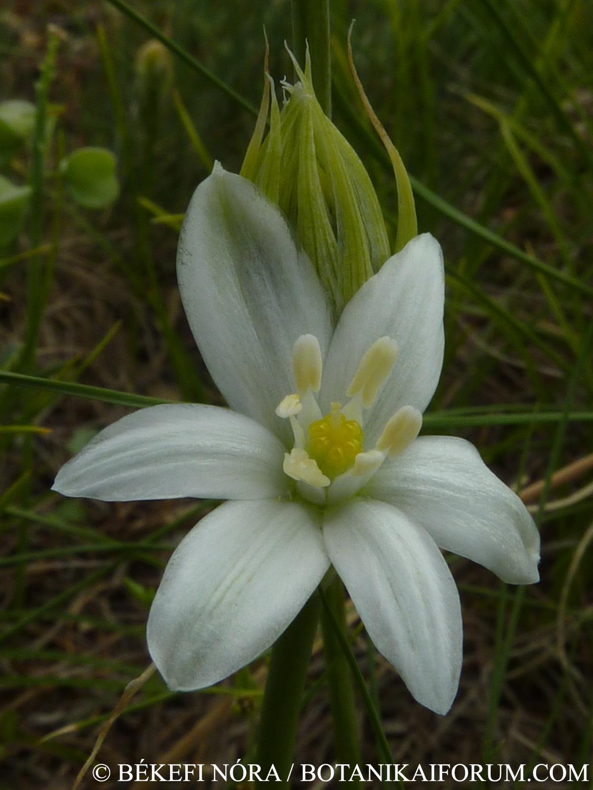 Ornithogalum pannonicum Chaix