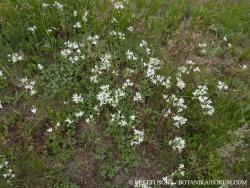 Ornithogalum pannonicum Chaix 2.Kép