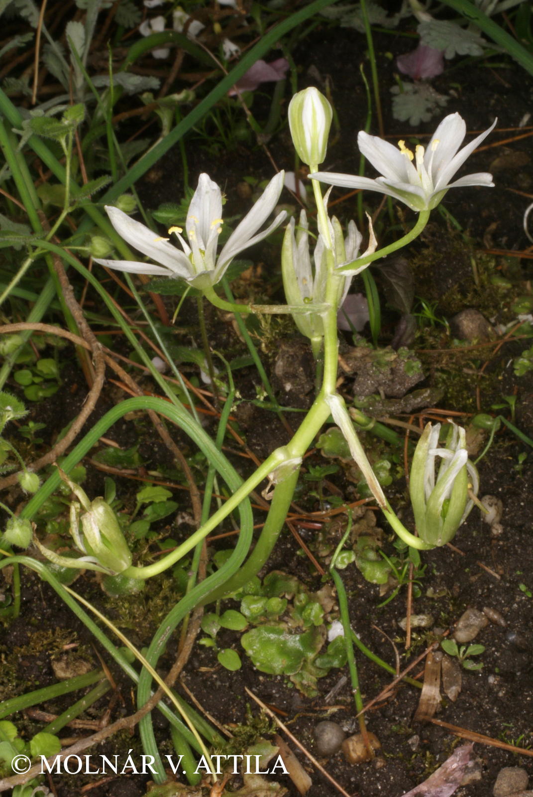 Ornithogalum refractum Kit. in Willd.