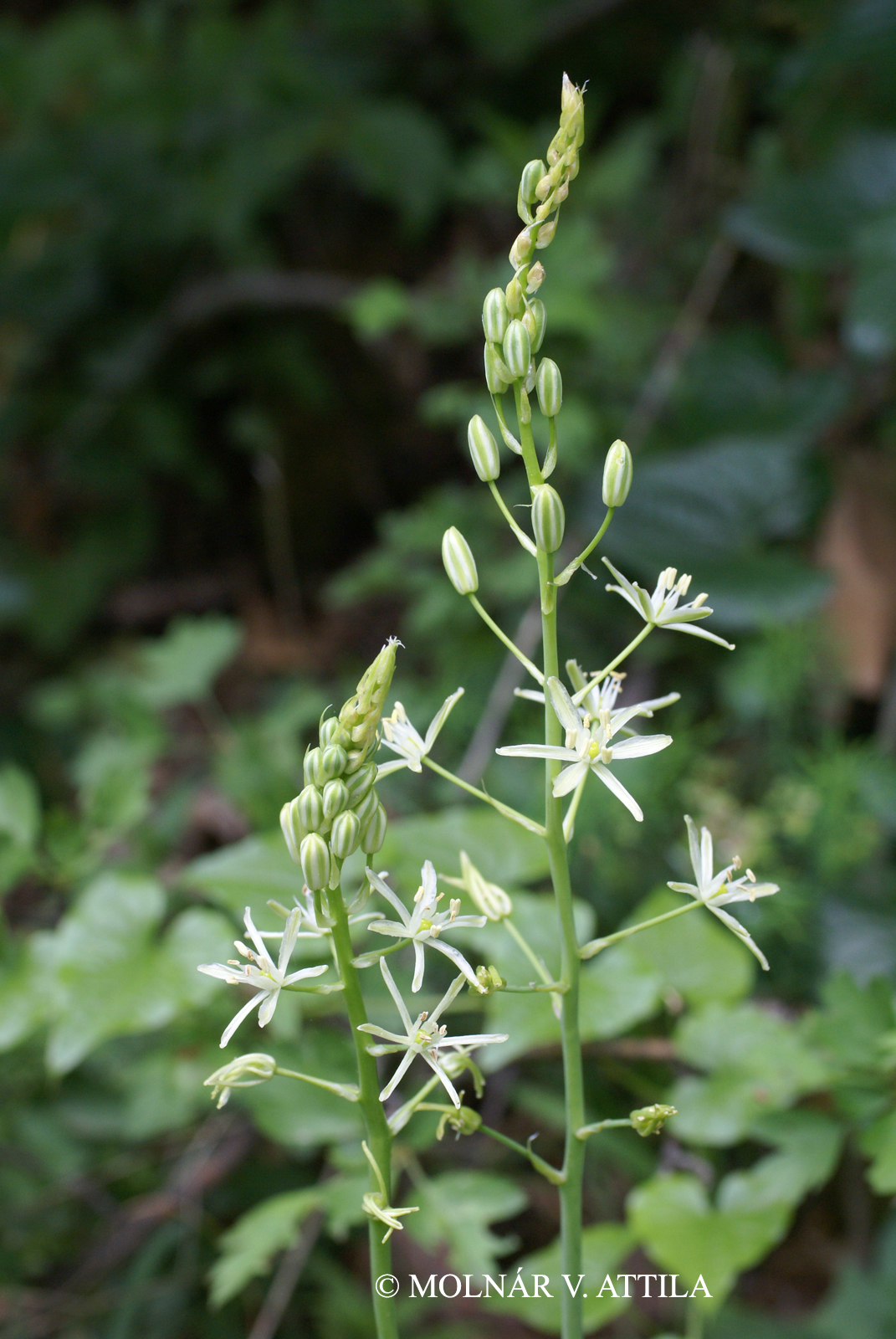 Ornithogalum sphaerocarpum A. Kern.
