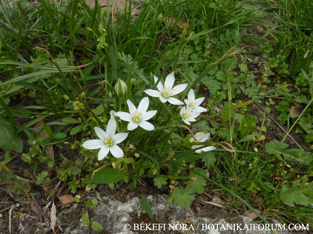 Ornithogalum umbellatum L. s. l.