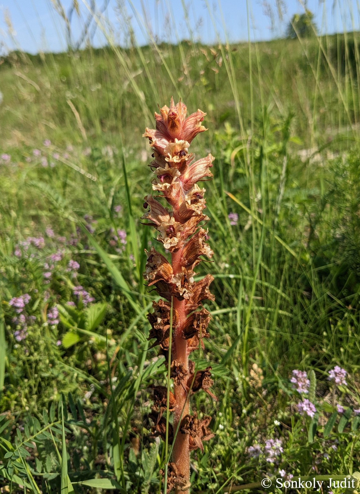 Orobanche alba Stephan ex Willd.