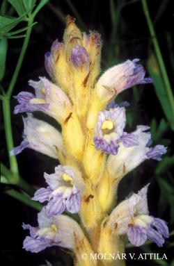 Orobanche caesia Rchb. 2.Image