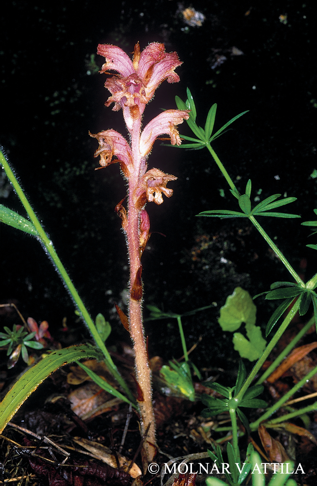 Orobanche caryophyllacea Sm.