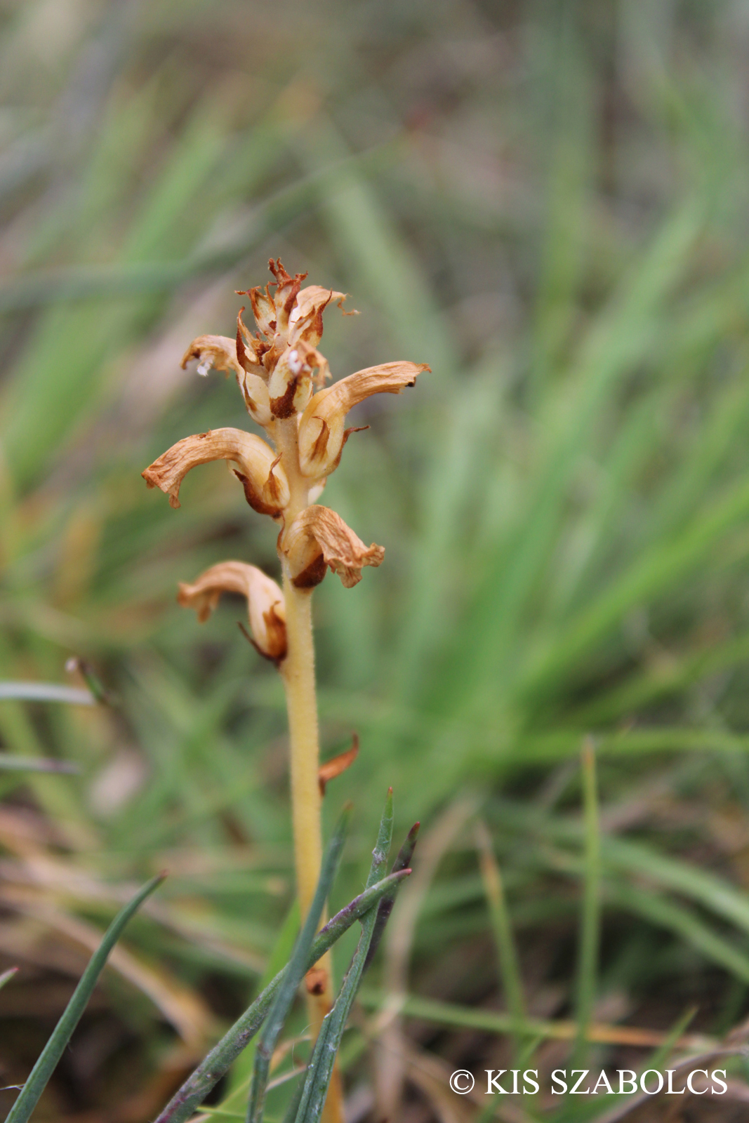 Orobanche cernua L. in Loeffl.