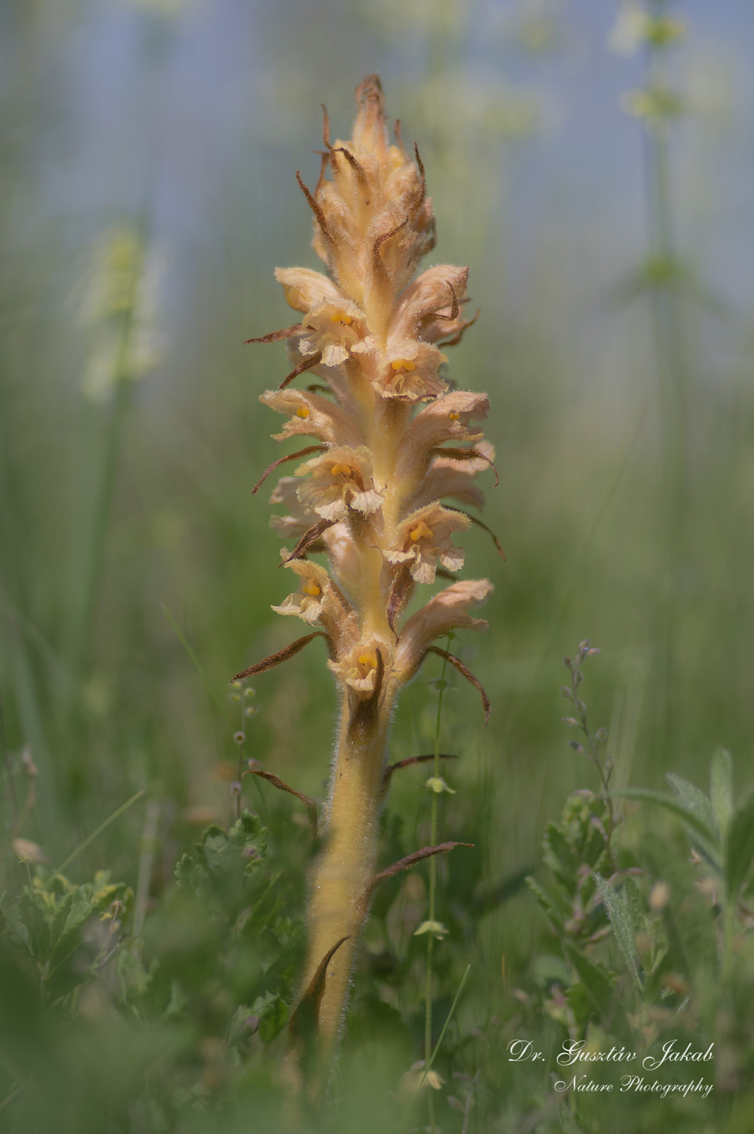 Orobanche elatior Sutton