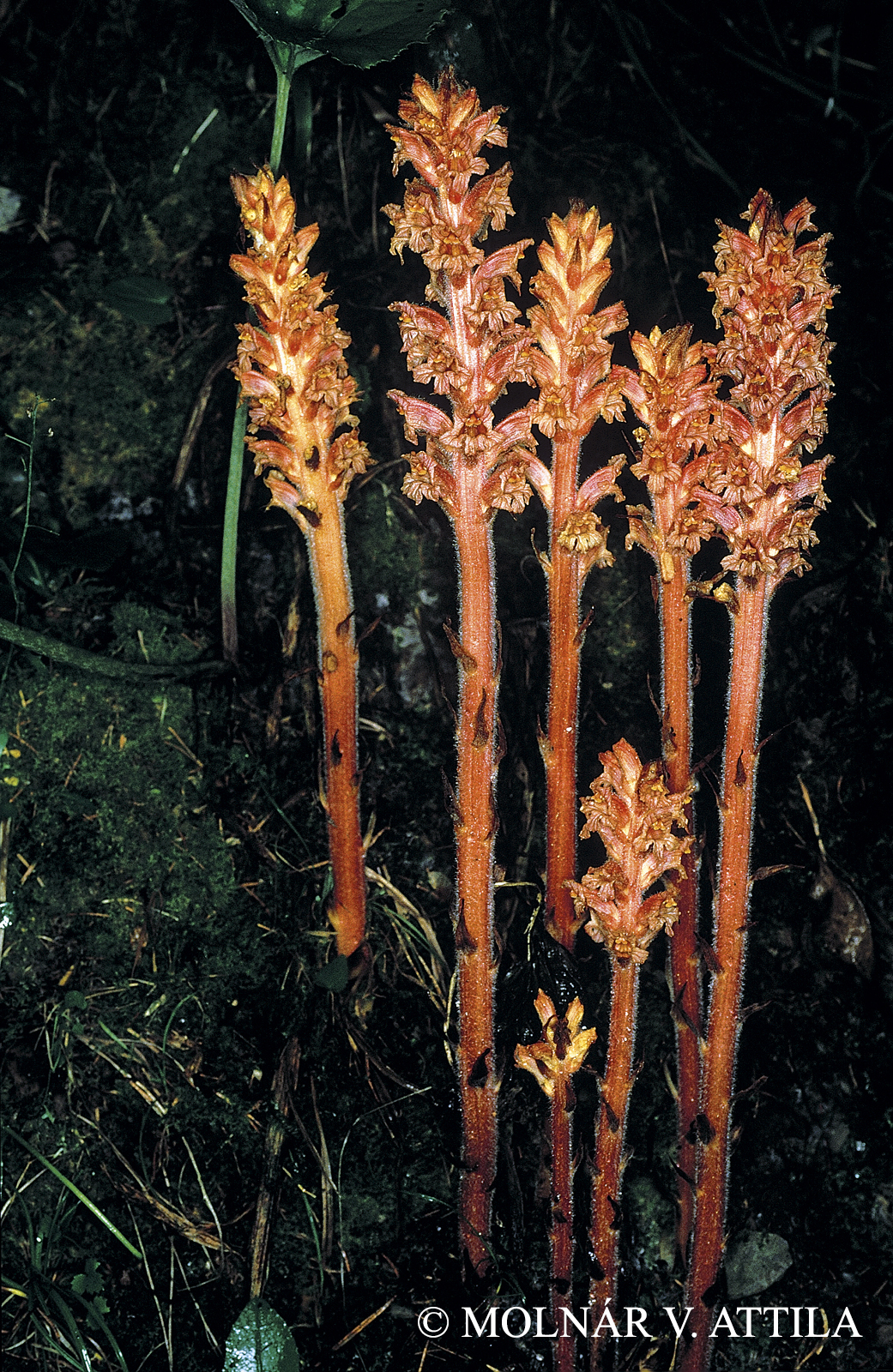 Orobanche flava Mart. ex F.W. Schultz