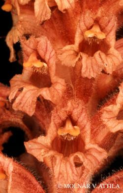Orobanche flava Mart. ex F.W. Schultz 2.Image