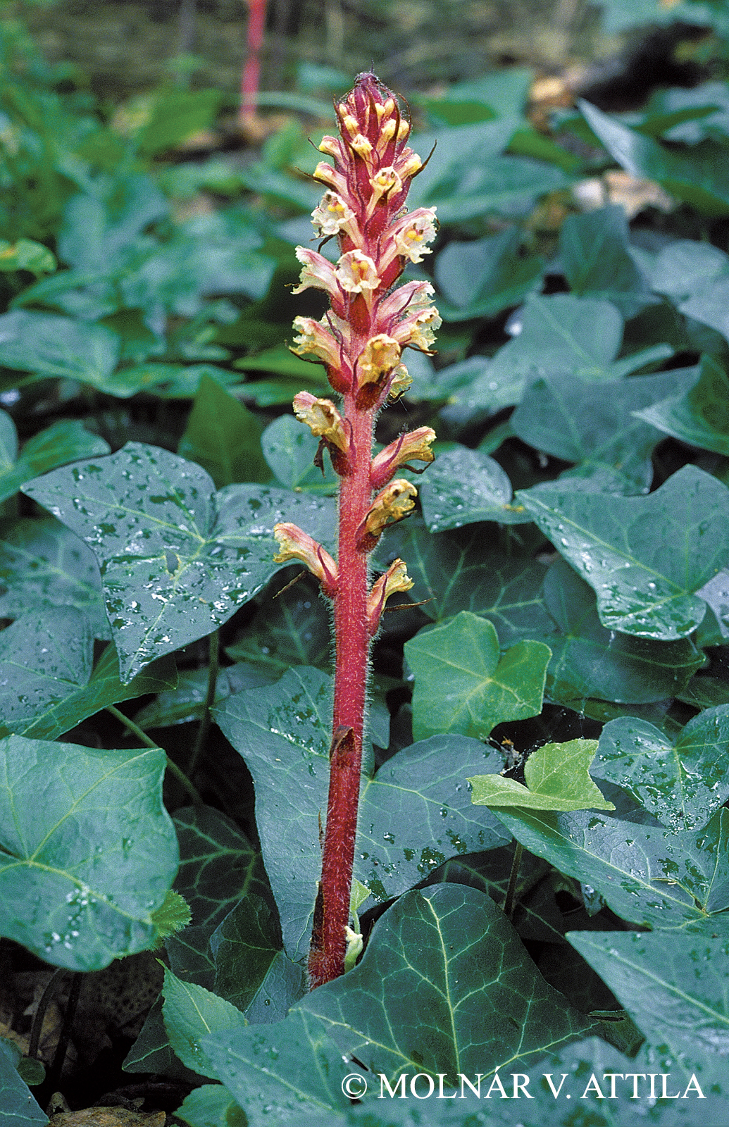 Orobanche hederae Duby