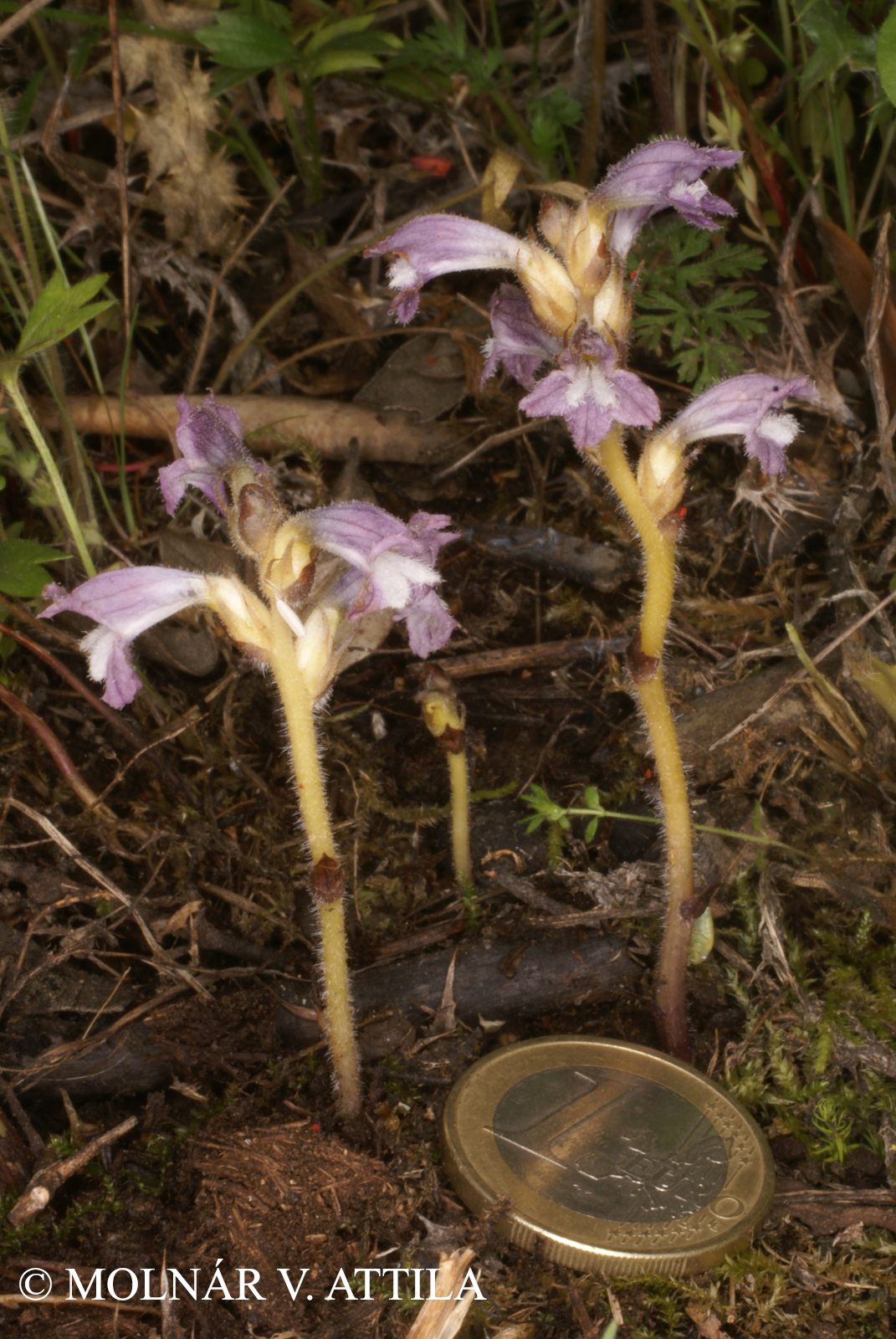 Orobanche nana (Reuter) Noe ex Beck
