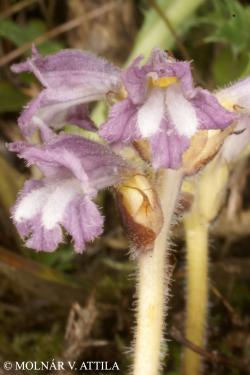 Orobanche nana (Reuter) Noe ex Beck 2.Image