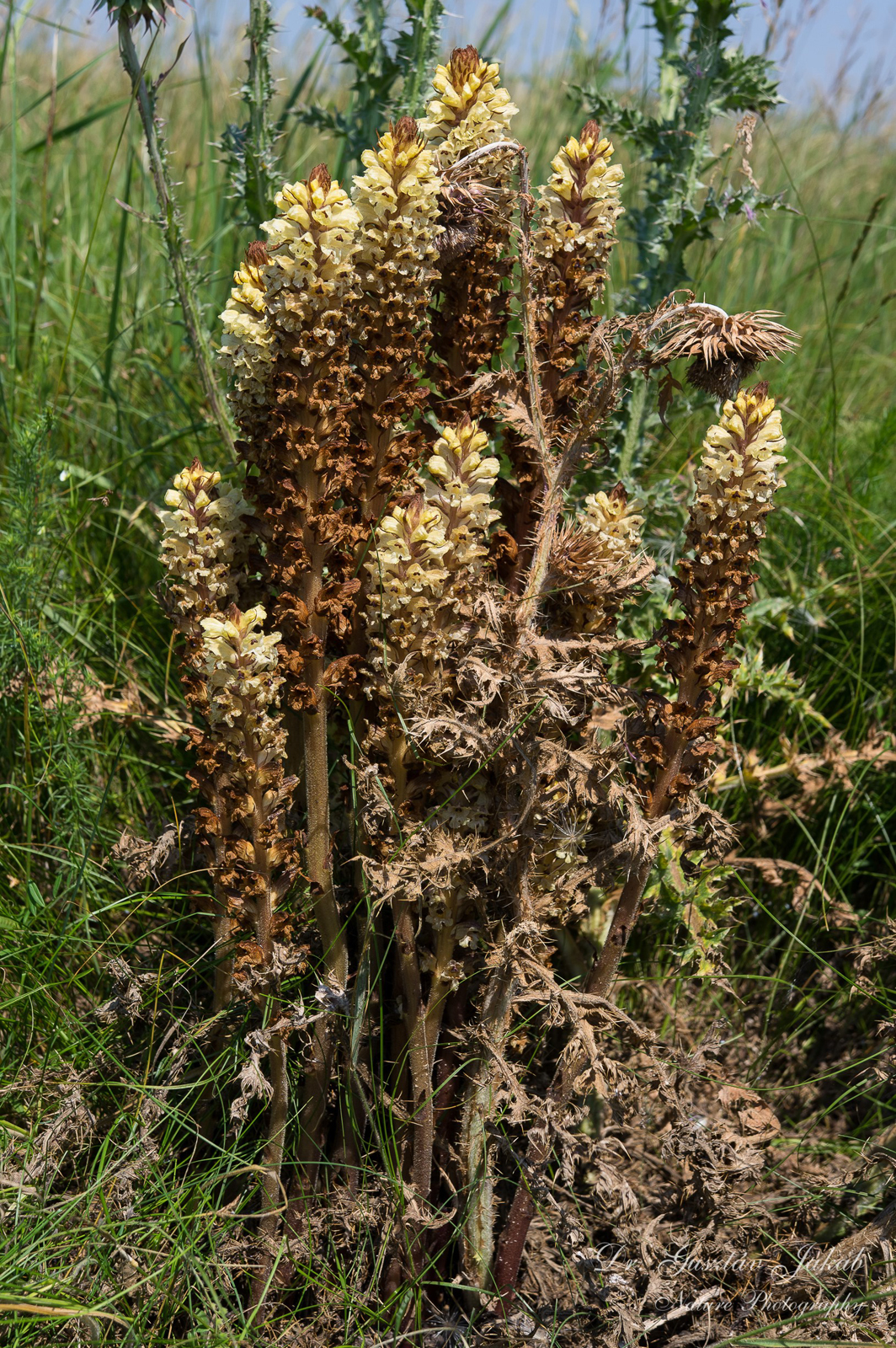 Orobanche reticulata Wallr.