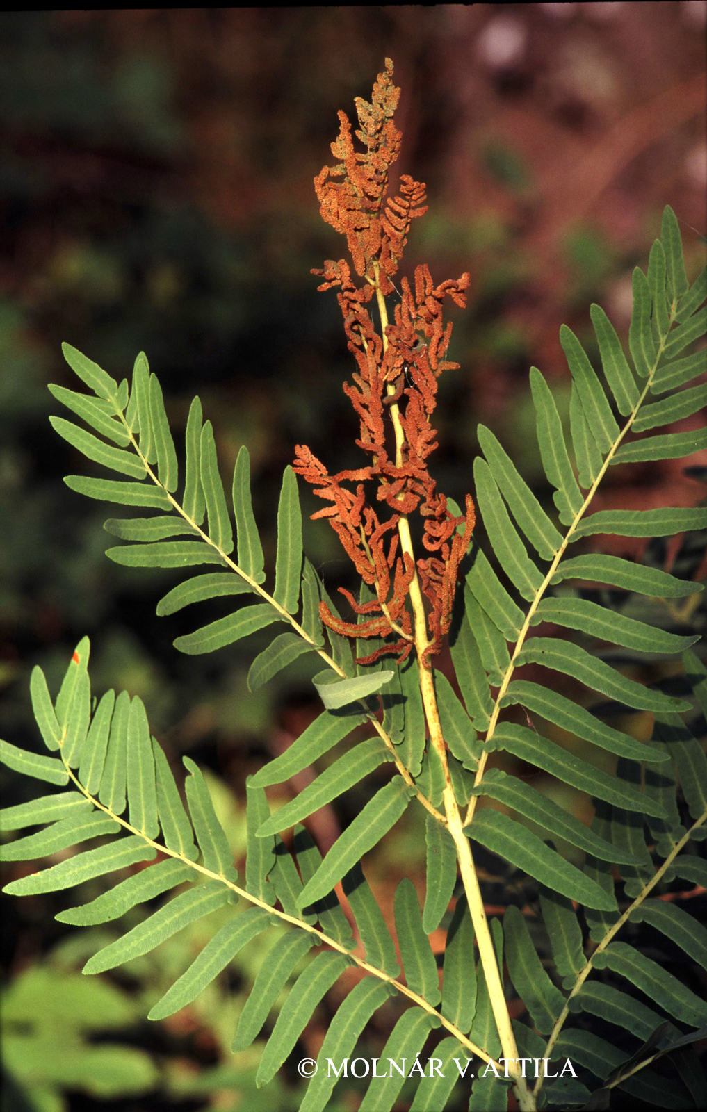 Osmunda regalis L.
