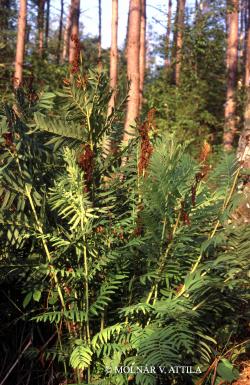 Osmunda regalis L. 2.Image
