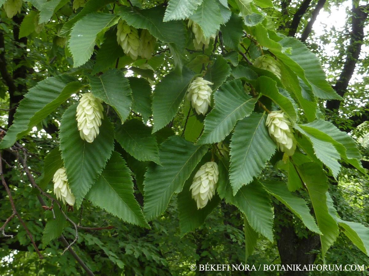 Ostrya carpinifolia Scop.