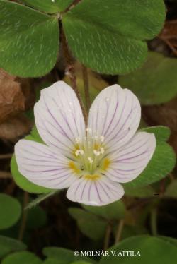 Oxalis acetosella L. 2.Image