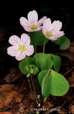 Oxalis acetosella L. 3.Image