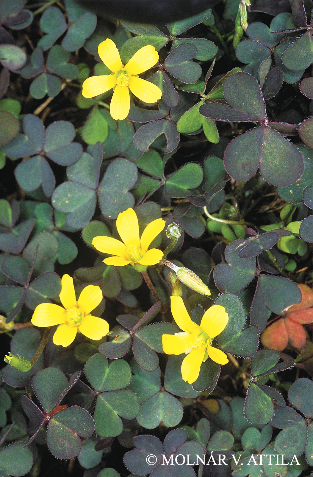 Oxalis corniculata L.