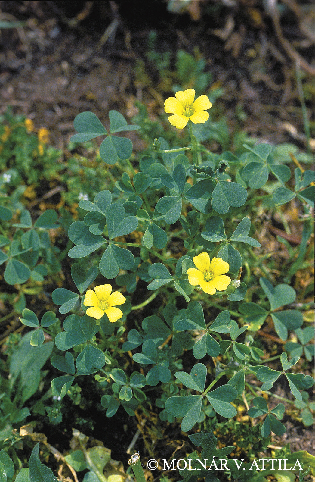 Oxalis dillenii Jacq.