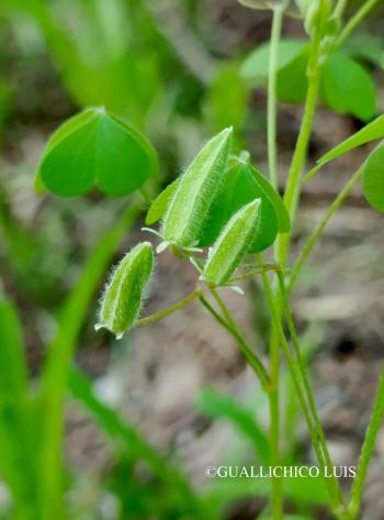 Oxalis dillenii Jacq. 3.Image