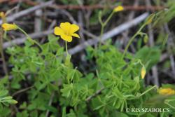 Oxalis dillenii Jacq. 2.Image