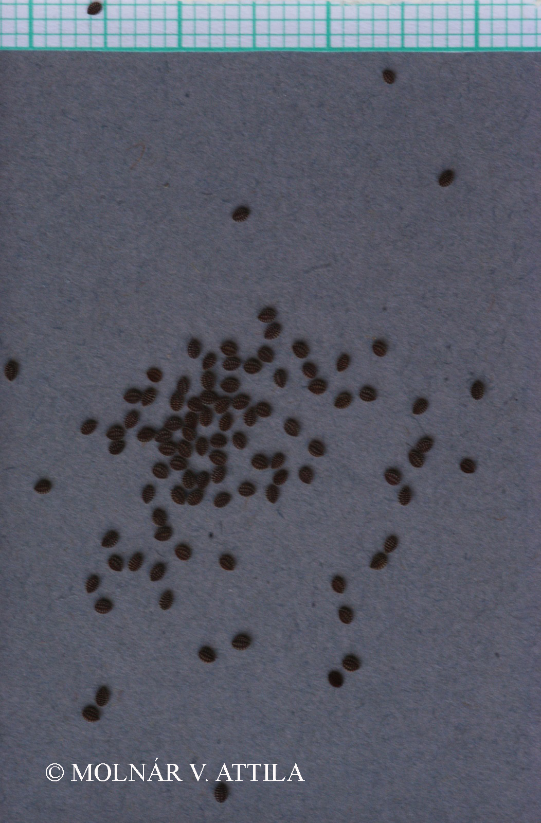 Oxalis stricta L.