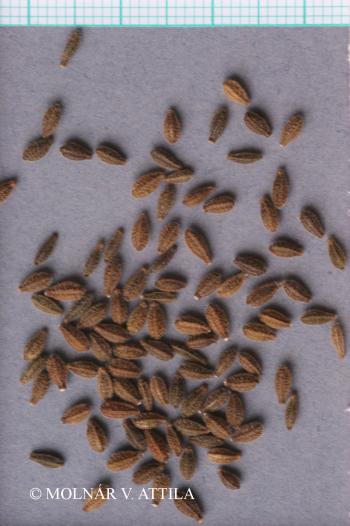 Oxybaphus nyctagineus (Michx.) Sweet 3.Image