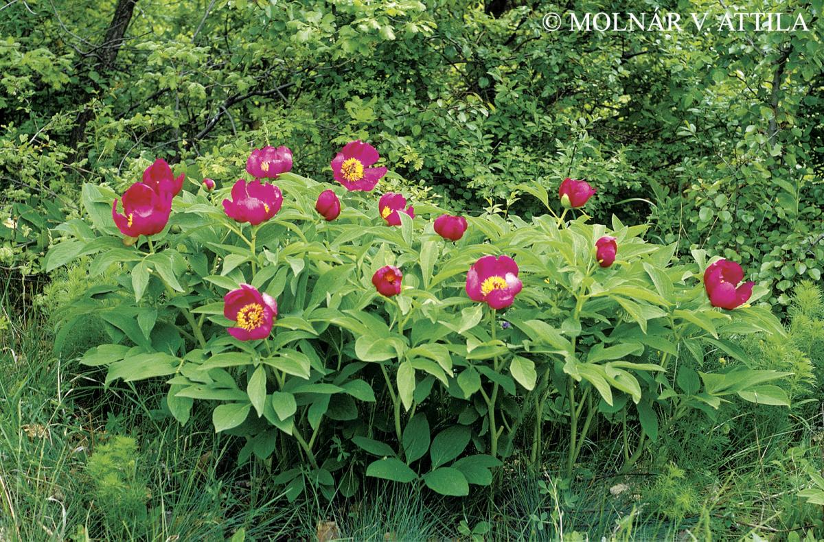 Paeonia officinalis L. subsp. banatica (Rochel) Soó