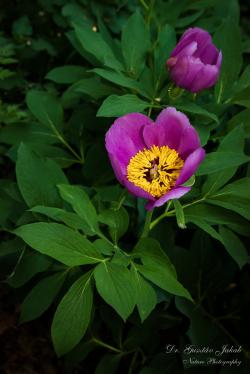 Paeonia officinalis L. subsp. banatica (Rochel) Soó 2.Image