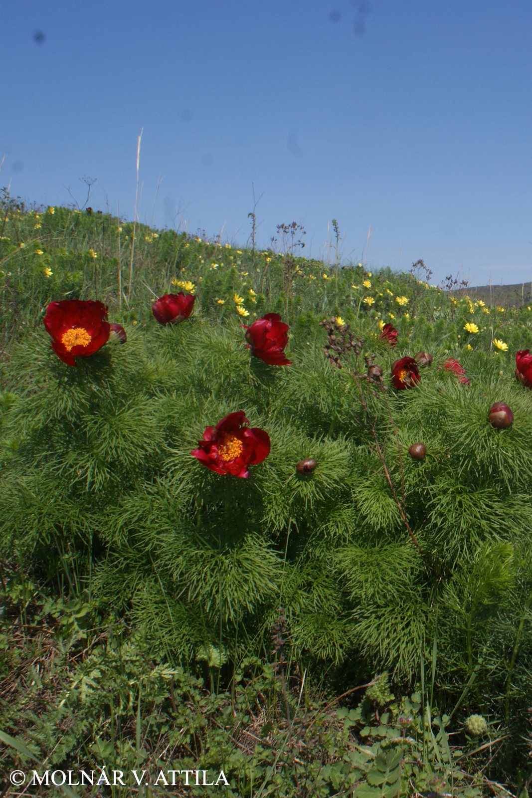 Paeonia tenuifolia L.