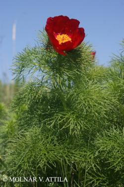 Paeonia tenuifolia L. 2.Image