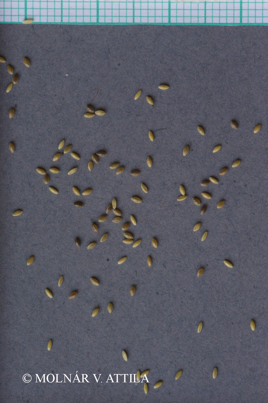 Panicum capillare agg.