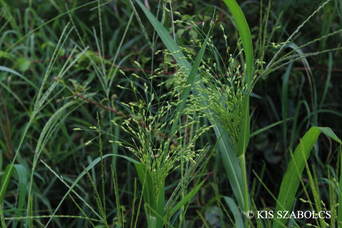 Panicum miliaceum agg.