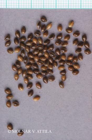 Panicum miliaceum agg. 2.Image