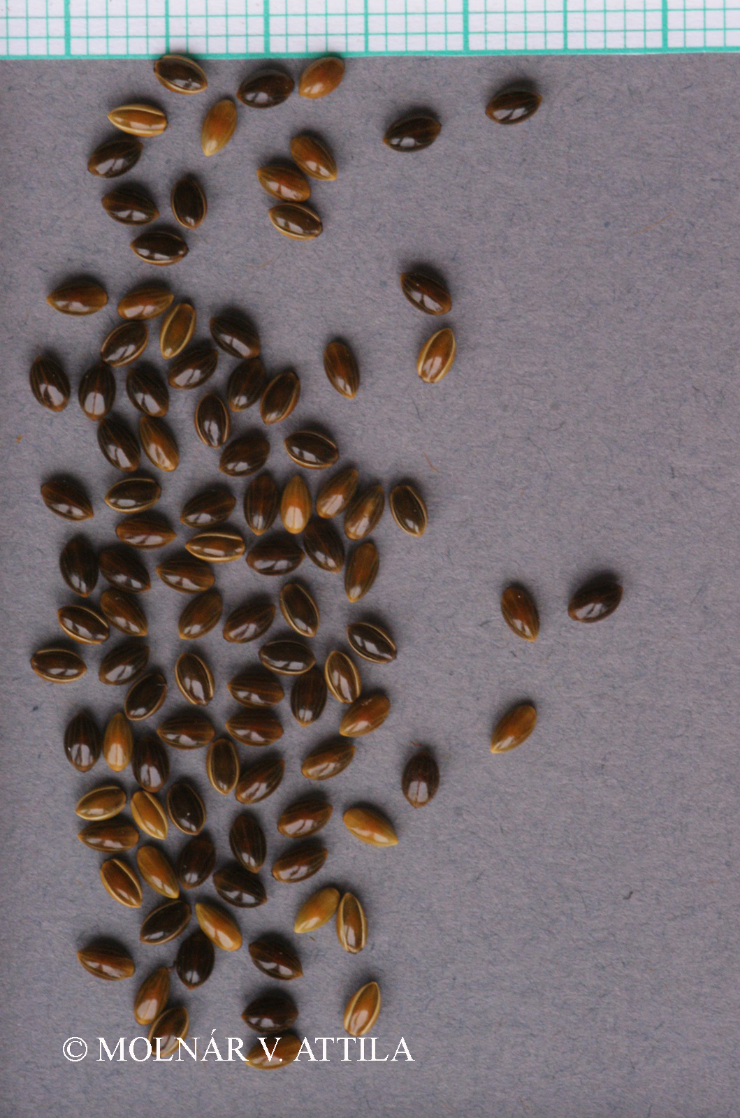 Panicum ruderale (Kitag.) Lyssov
