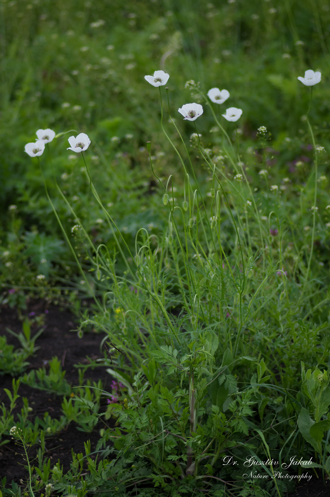 Papaver argemone L.