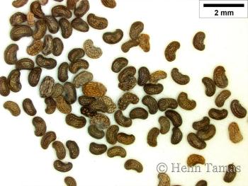 Papaver argemone L. 2.Image