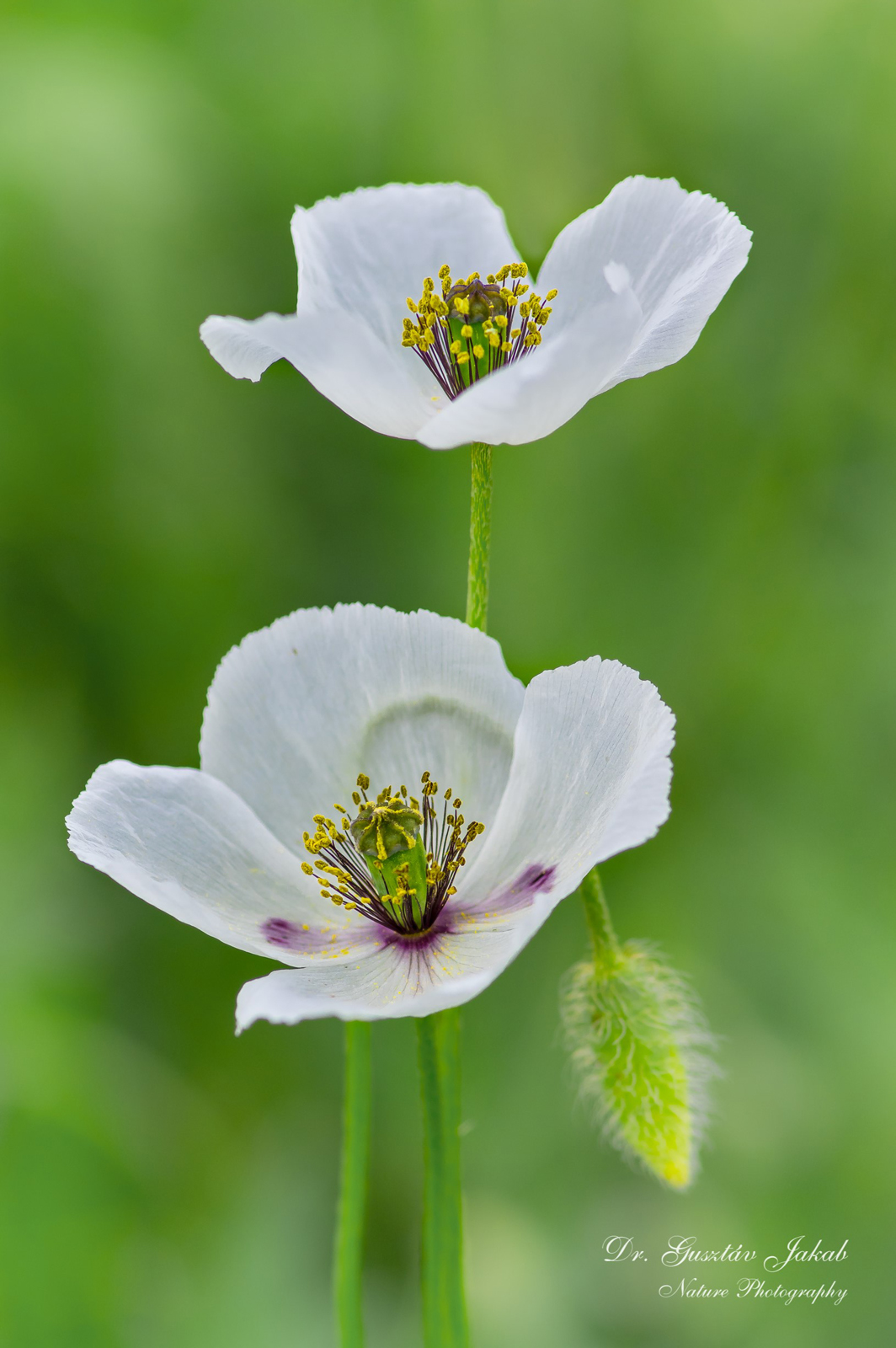 Papaver dubium L.