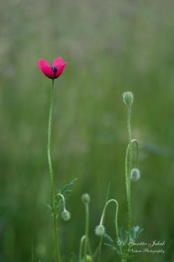 Papaver hybridum L. 2.Image