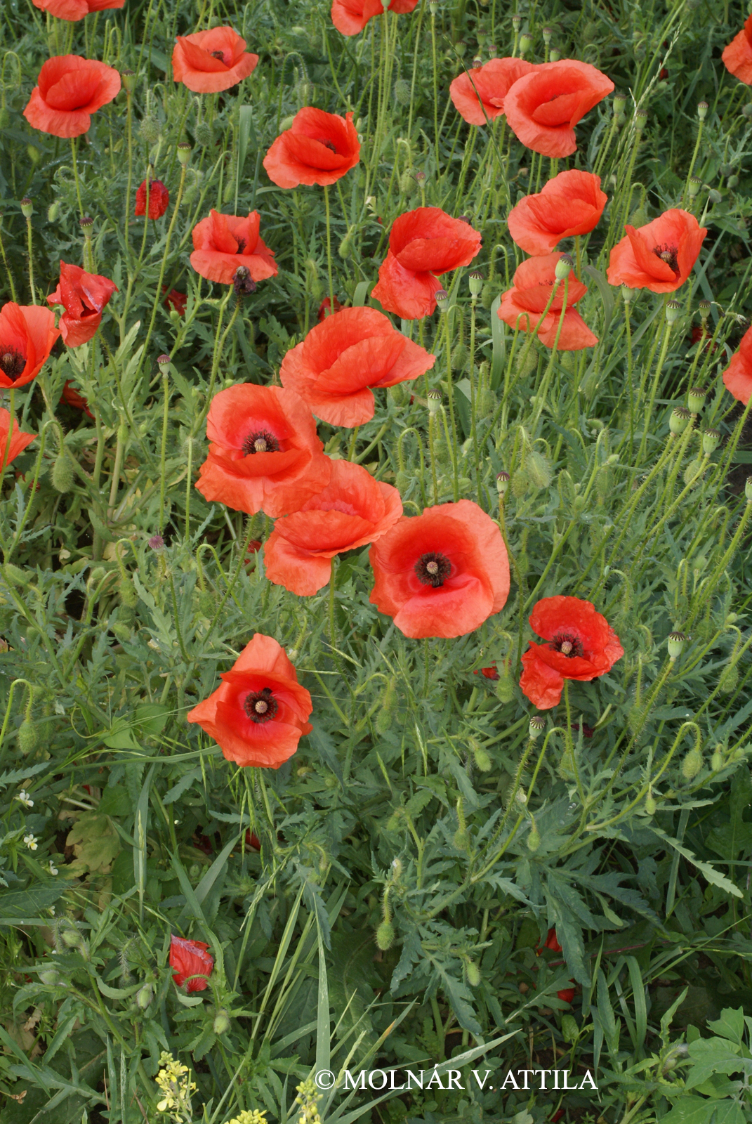 Papaver rhoeas L.
